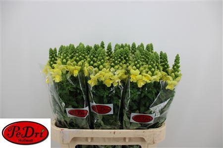 <h4>ANTIR LEGEND YELLOW</h4>