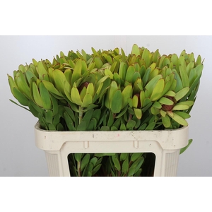 Leucadendron Rosette