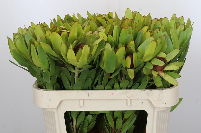 <h4>Leucadendron Rosette</h4>