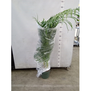 Dypsis lutescens   ...Chrysalidoca