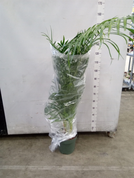 <h4>Dypsis lutescens   ...Chrysalidoca</h4>