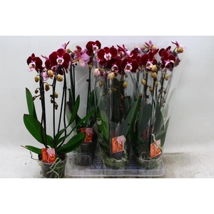 PHAL EL CASCADE