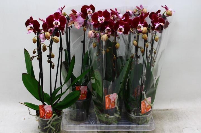 <h4>PHAL EL CASCADE</h4>
