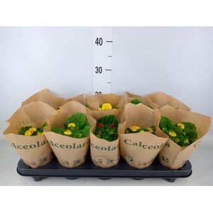 Calceolaria herbeohybrida