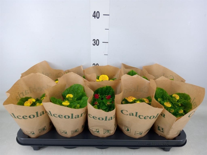 <h4>Calceolaria herbeohybrida</h4>
