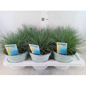 Festuca glauca 'Intens Blue'