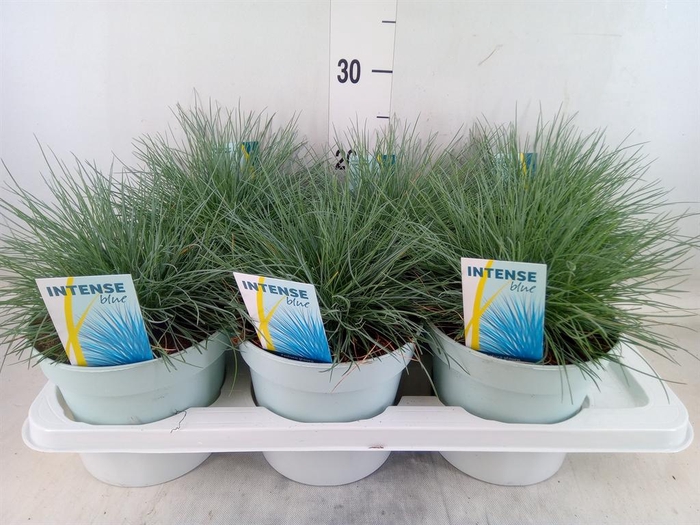 <h4>Festuca glauca 'Intens Blue'</h4>