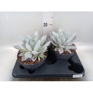 Echeveria  'Mexican Giant'