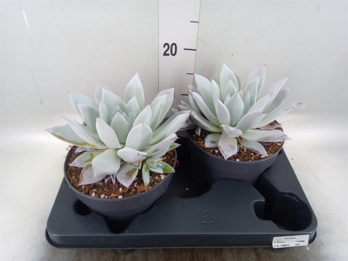 <h4>Echeveria  'Mexican Giant'</h4>
