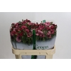 Ranunculus Magical Raspberry