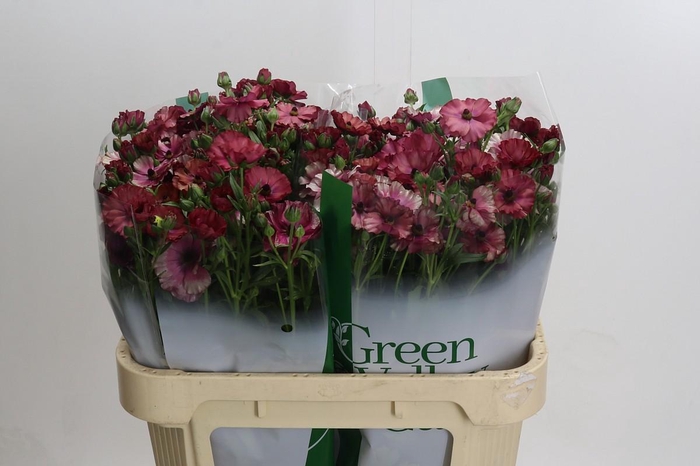 Ranunculus Magical Raspberry