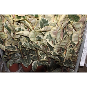 FICUS ELASTICA TINEKE P23 MIN 3 HT