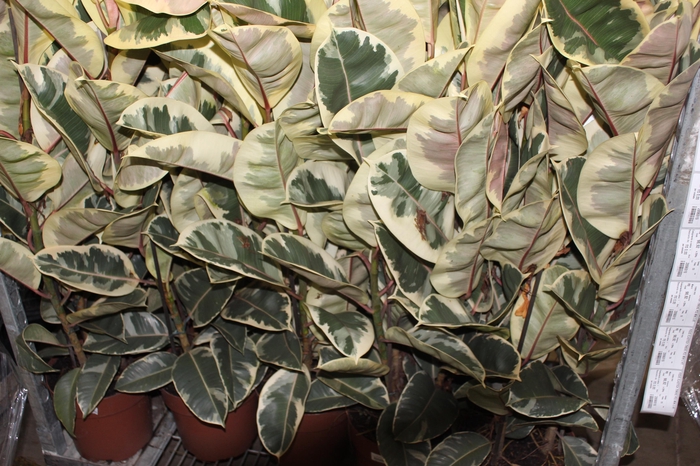 <h4>FICUS ELASTICA TINEKE P23 MIN 3 HT</h4>