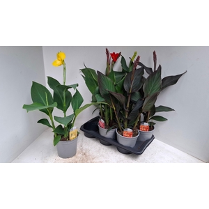CANNA CANNOVA GEM