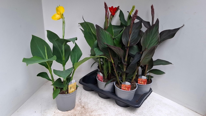 <h4>Canna Cannova Gem</h4>