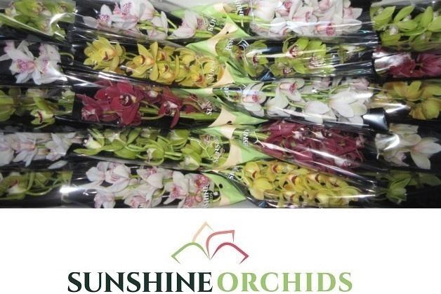 <h4>CYMB MI GEM</h4>