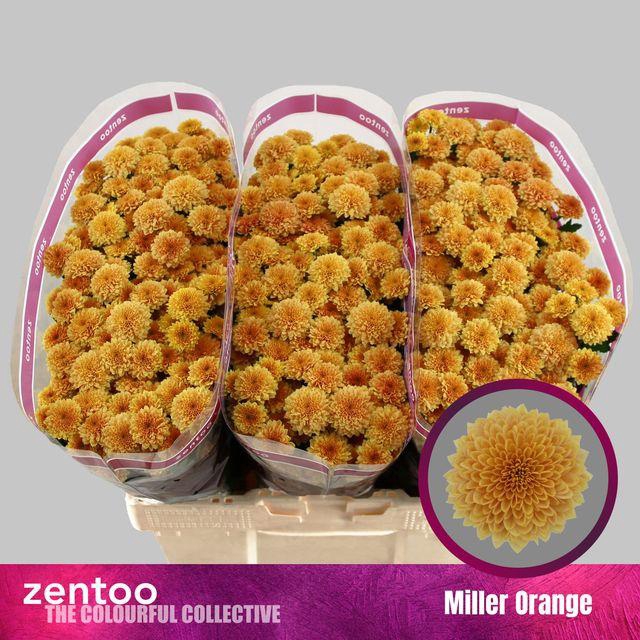 <h4>Chr S Miller Orange</h4>