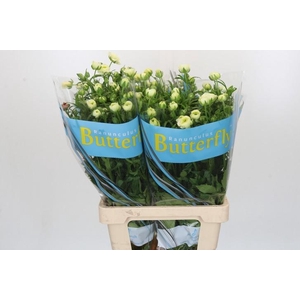 Ranunculus Butterfly Graces