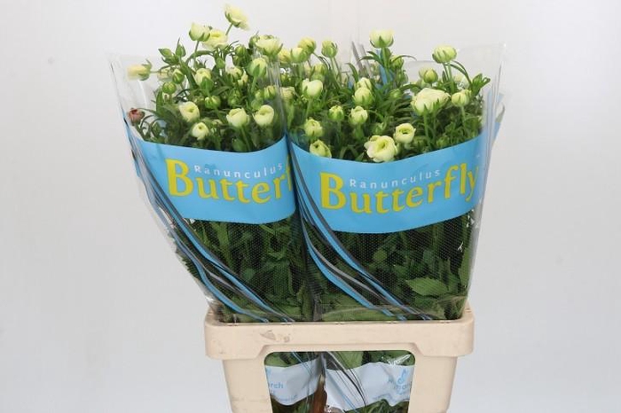 <h4>Ranunculus Butterfly Graces</h4>