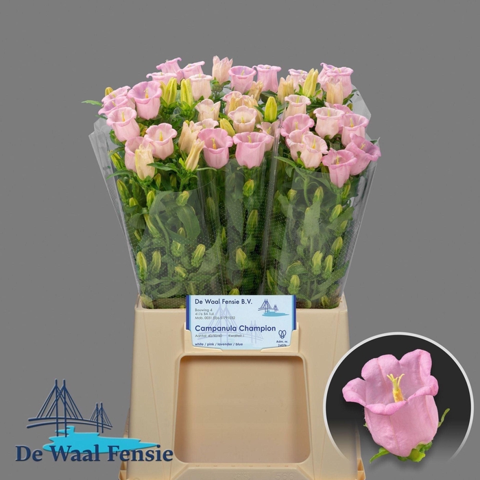 <h4>CAMPANULA MEDIUM 'PEARL PINK'</h4>