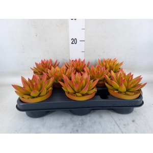 Echeveria  'Miranda'