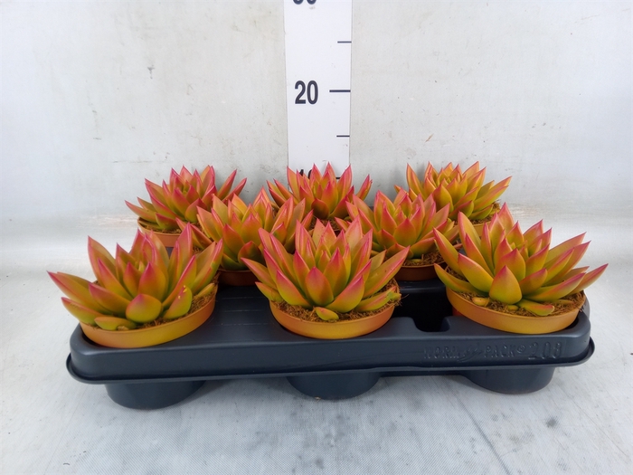 <h4>Echeveria  'Miranda'</h4>
