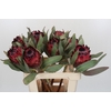 Protea Barbigera Ruby Princess Air