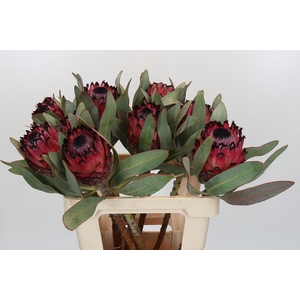 Protea Barbigera Ruby Princess Air