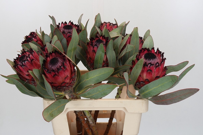 <h4>Protea Barbigera Ruby Princess Air</h4>