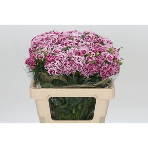 Dianthus Br Doblino Fans
