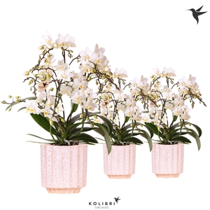 Kolibri Orchids Phalaenopsis Botanic 4 spike in Flow pot