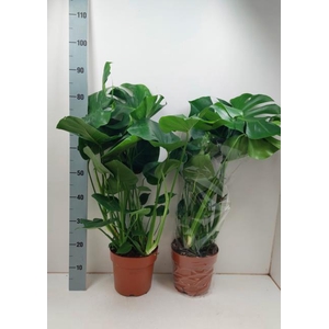 MONSTERA DELICIOSA