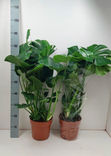 <h4>MONSTERA DELICIOSA</h4>