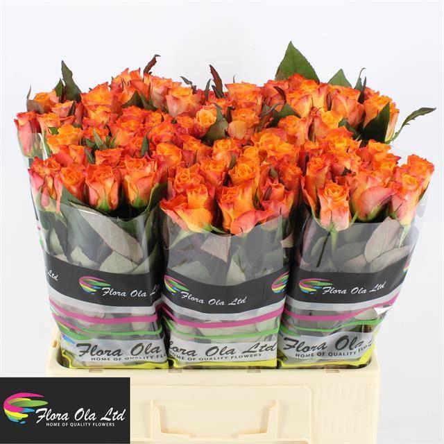 <h4>R GR MARIYO!</h4>