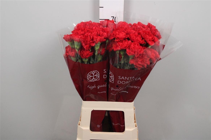 <h4>Di St Don Pedro</h4>