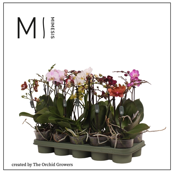 <h4>Mimesis Phal. Multi Mix - 2 spike 12cm</h4>