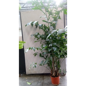 Caryota mitis