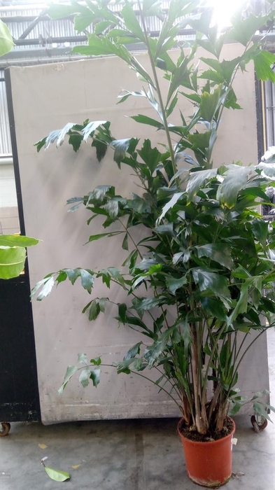 <h4>Caryota mitis</h4>
