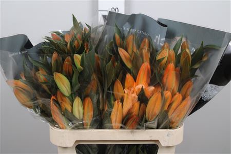 <h4>Lelie Oranje</h4>