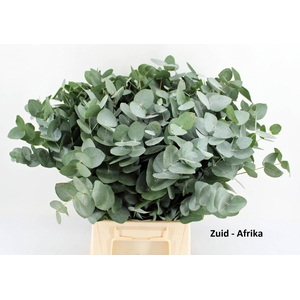 Euc.Cinerea p/tak (ZA)