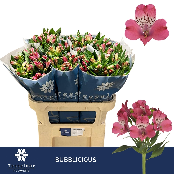 <h4>ALSTR BUBBLICIOUS</h4>