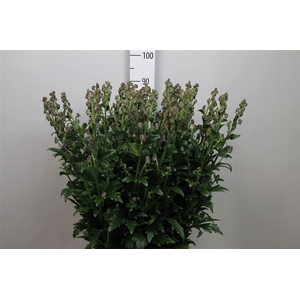 Aconitum Car Arendsii