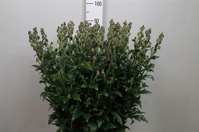 <h4>Aconitum Car Arendsii</h4>