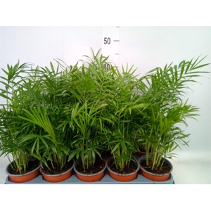 Chamaedorea elegans