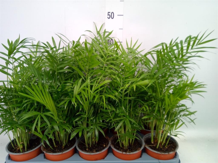 <h4>Chamaedorea elegans</h4>