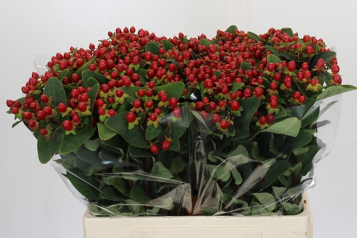 Hypericum Magical Triumph