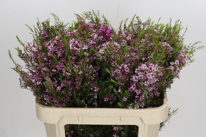 <h4>Chamelaucium Kerryn</h4>