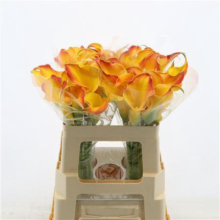 <h4>Calla Callista</h4>