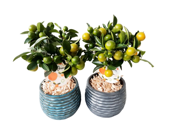 <h4>Arr.   Kamerplant Groen L%</h4>