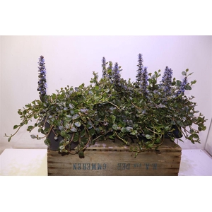 Ajuga Rept
